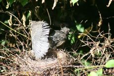 Amsel-9-Tag-5.jpg